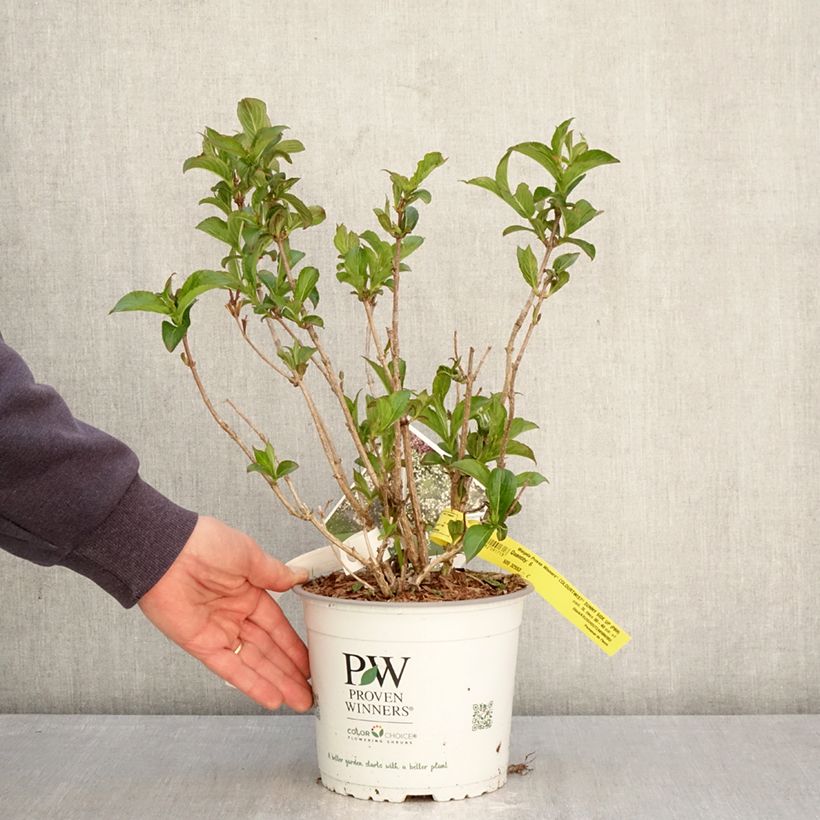 Weigela Colourtwist Sunny Side Up Maceta 3L/4L Ejemplar entregado en la primavera