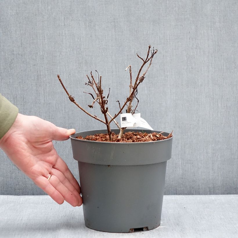 Weigela Electric Love - Veigela Maceta 2L/3L Ejemplar entregado en invierno