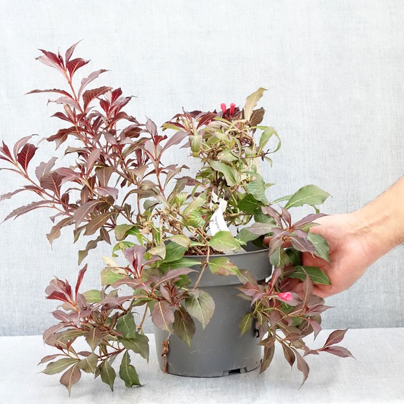 Ejemplar de Weigela Electric Love - Veigela Maceta 2L/3L entregado en verano