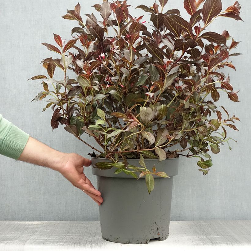 Ejemplar de Weigela Alexandra - Veigela Maceta 4L/5L entregado en verano