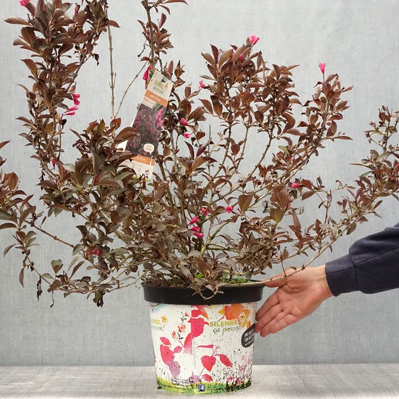 Weigela Alexandra - Veigela Maceta 4L/5L Ejemplar entregado en la primavera