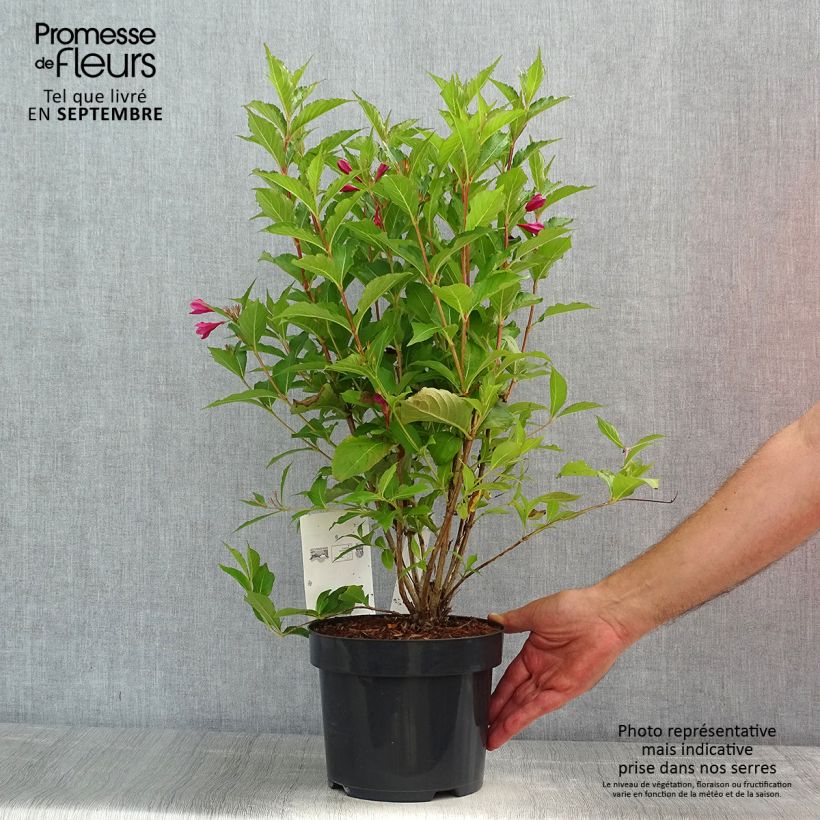 Ejemplar de Weigela florida Big Love Maceta 3L/4L entregado en verano