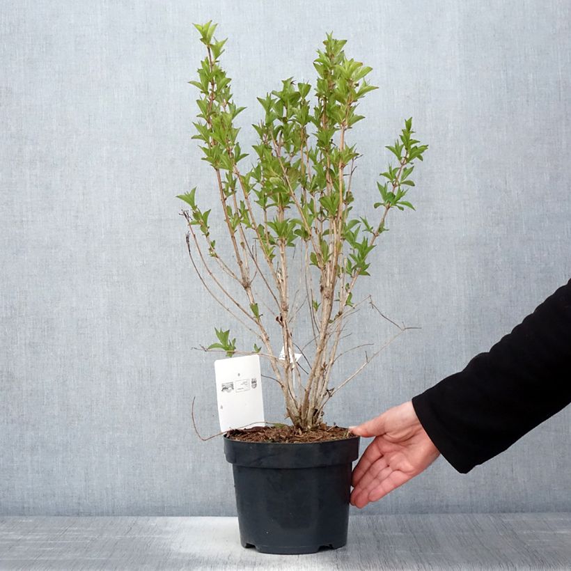 Weigela florida Big Love Maceta 3L/4L Ejemplar entregado en la primavera