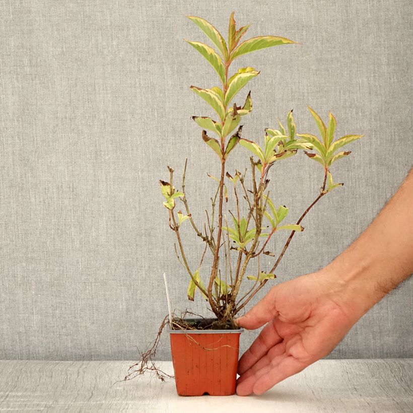 Ejemplar de Weigela florida Brigela Maceta de 8/9 cm entregado en verano