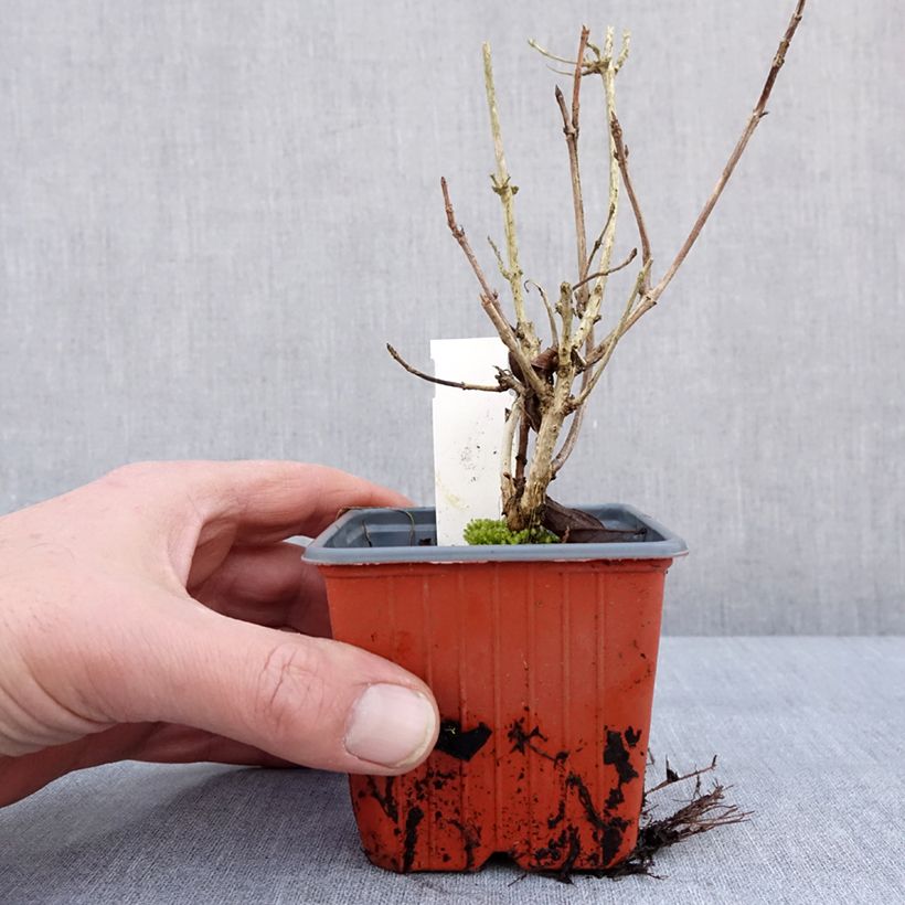 Weigela florida Brigela Maceta de 8/9 cm Ejemplar entregado en invierno