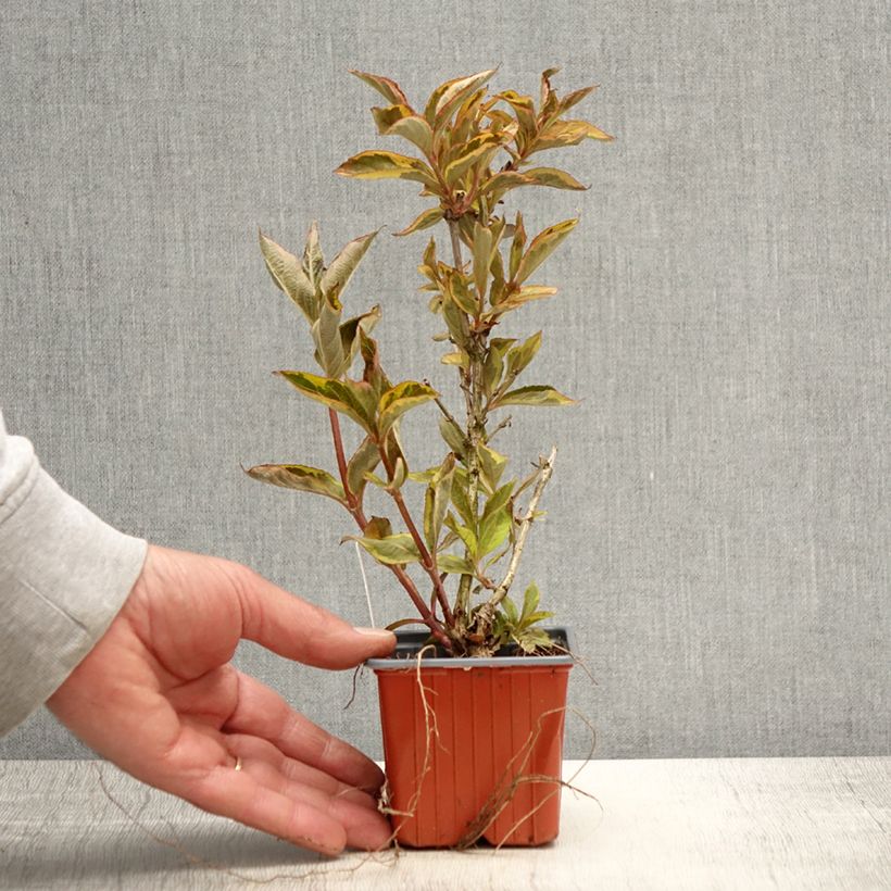 Weigela florida Brigela Maceta de 8/9 cm Ejemplar entregado en la primavera