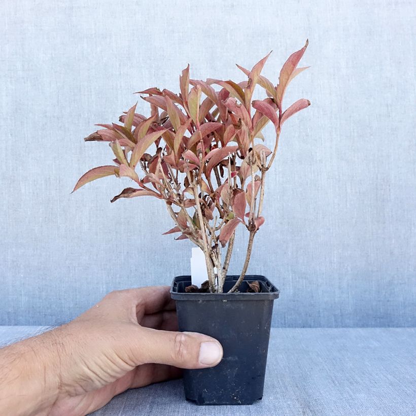Ejemplar de Weigela Bristol Ruby - Veigela Maceta de 8/9 cm entregado en verano