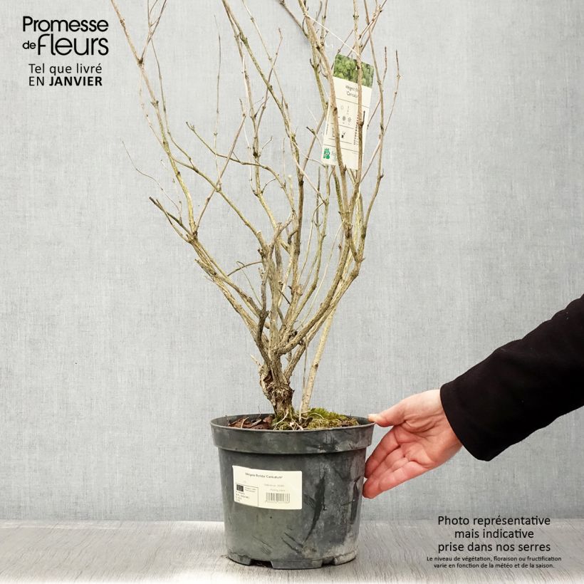 Weigela florida Caricature Maceta 4L/5L Ejemplar entregado en invierno