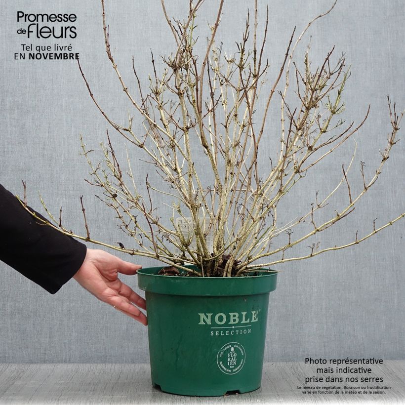 Ejemplar de Weigela Ebony and Ivory - Veigela Maceta 7,5L/10L entregado en otoño