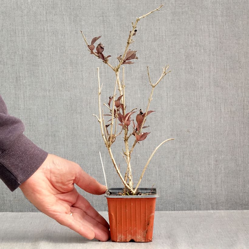 Ejemplar de Weigela florida Foliis Purpureis Maceta de 8/9 cm entregado en otoño