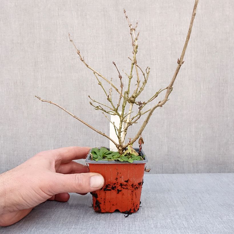 Weigela florida Foliis Purpureis Maceta de 8/9 cm Ejemplar entregado en invierno