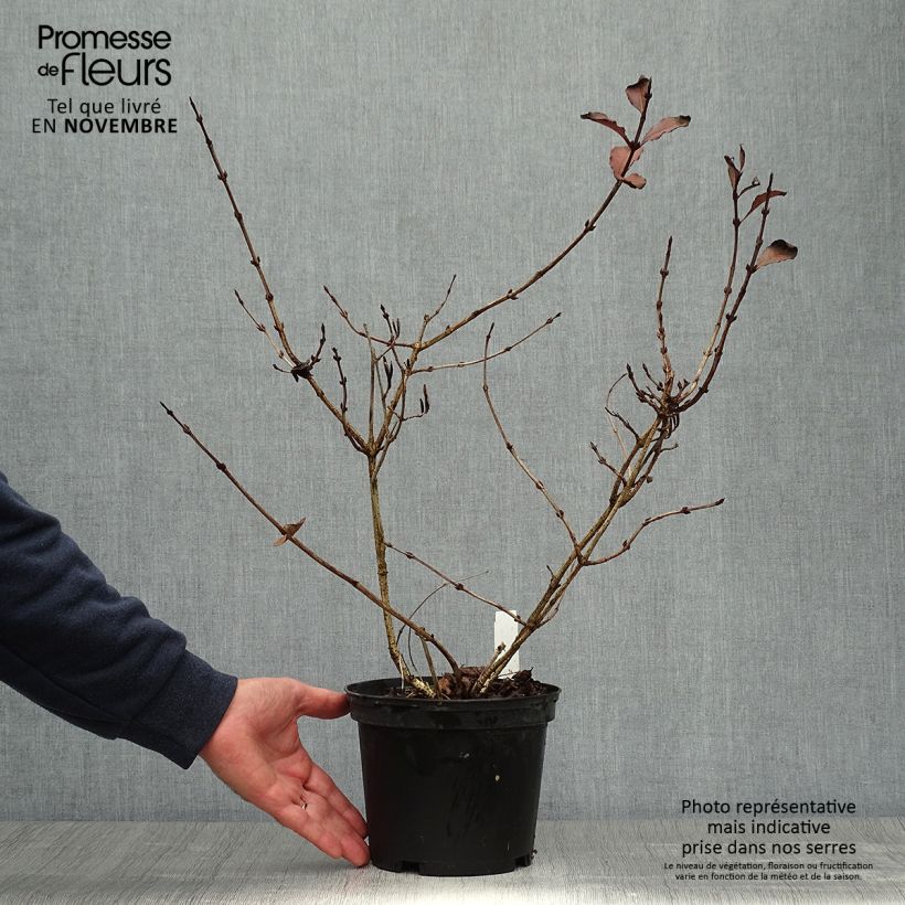 Ejemplar de Weigela florida Foliis Purpureis Maceta 2L/3L entregado en otoño