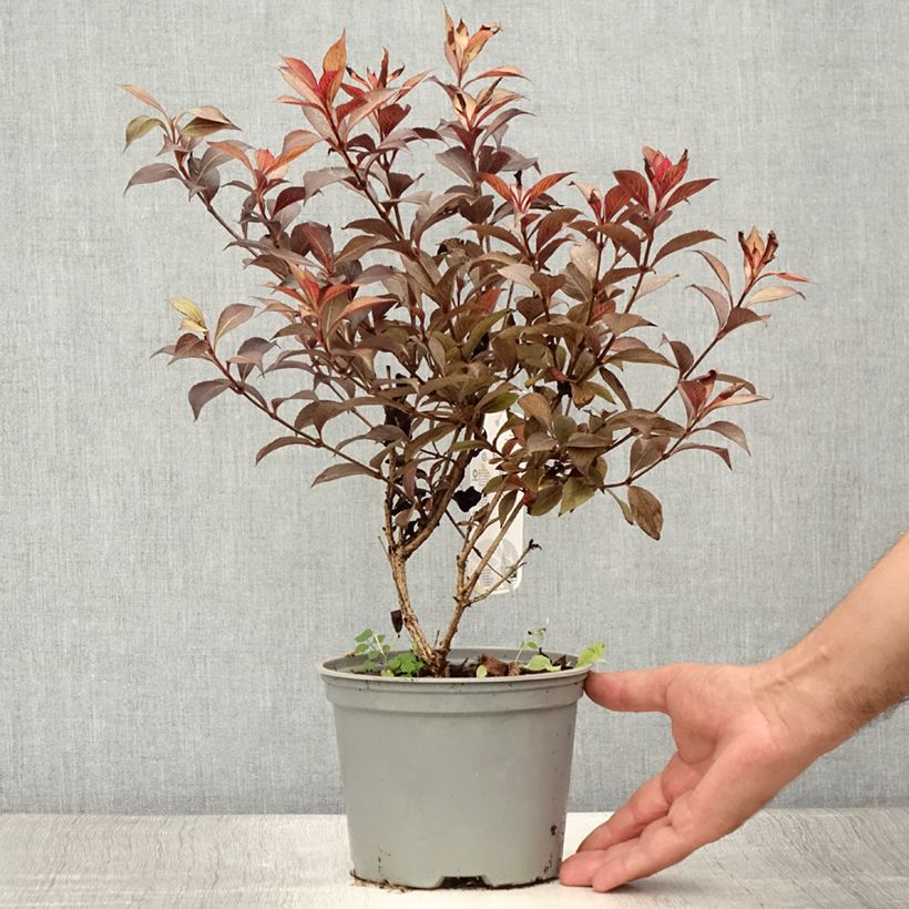 Ejemplar de Weigela florida Foliis Purpureis Maceta 2L/3L entregado en verano