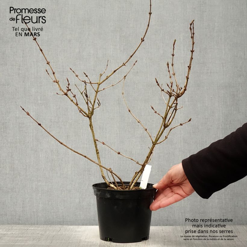 Weigela florida Foliis Purpureis Maceta 2L/3L Ejemplar entregado en la primavera