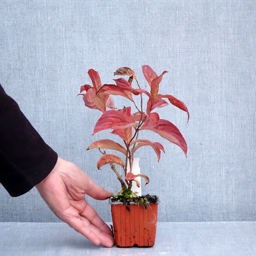 Ejemplar de Weigela Lime Monster - Veigela Maceta de 8/9 cm entregado en otoño