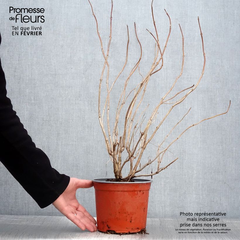 Weigela Lime Monster - Veigela Maceta 3L/4L Ejemplar entregado en invierno