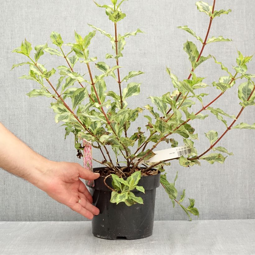 Ejemplar de Weigela florida Magical Rainbow Maceta 3L/4L entregado en verano