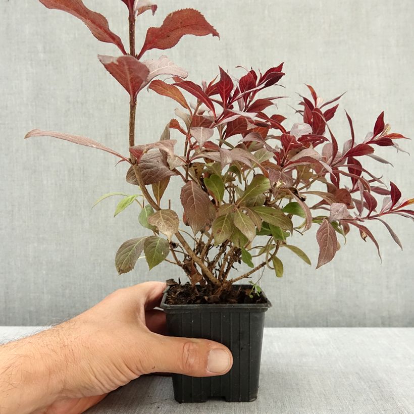 Ejemplar de Weigela florida Midnight Wine Maceta de 8/9 cm entregado en verano