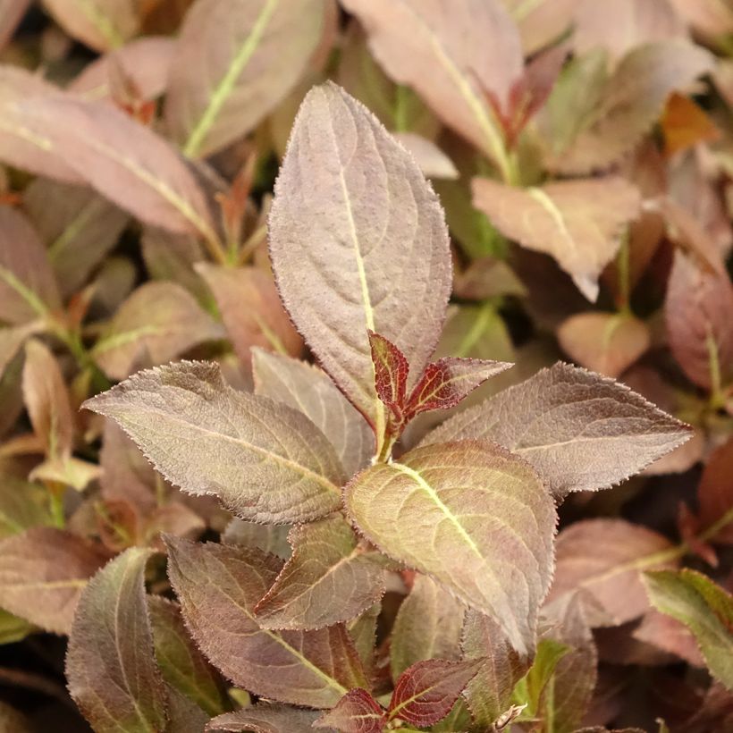 Weigela florida Midnight Wine (Follaje)