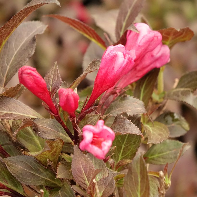 Weigela florida Midnight Wine (Floración)
