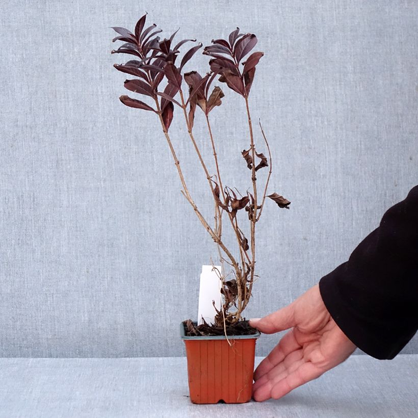 Ejemplar de Weigela Minor Black - Veigela Maceta de 8/9 cm entregado en otoño