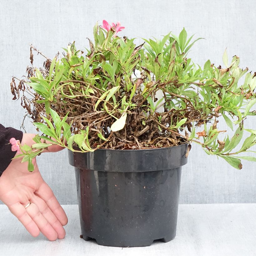 Ejemplar de Weigela Picobella Rosa - Veigela Maceta 2L/3L entregado en otoño