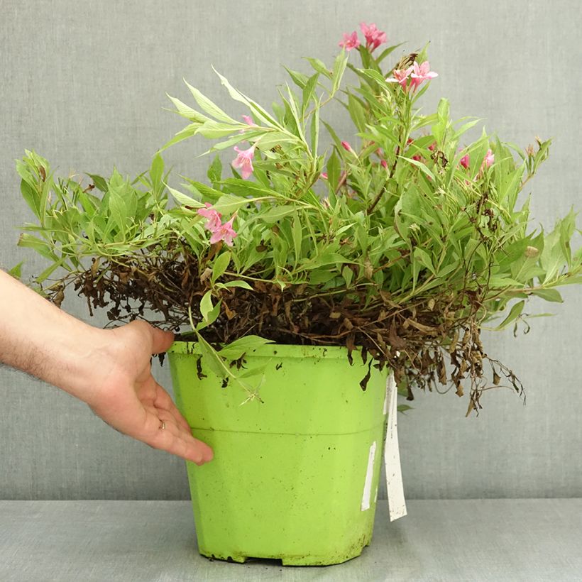 Ejemplar de Weigela Picobella Rosa - Veigela Maceta 7,5L/10L entregado en verano
