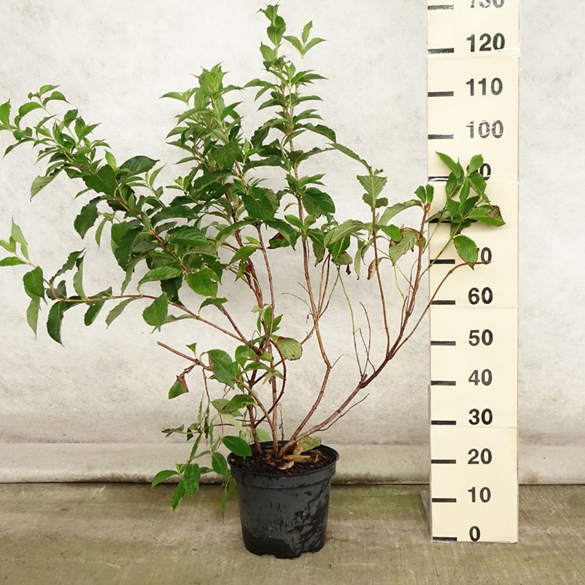 Ejemplar de Weigela florida Rosea Maceta 7,5L/10L entregado en verano