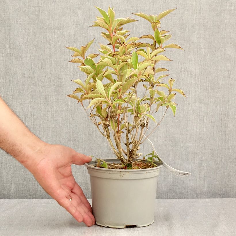 Ejemplar de Weigela florida Suzanne Maceta 2L/3L entregado en verano