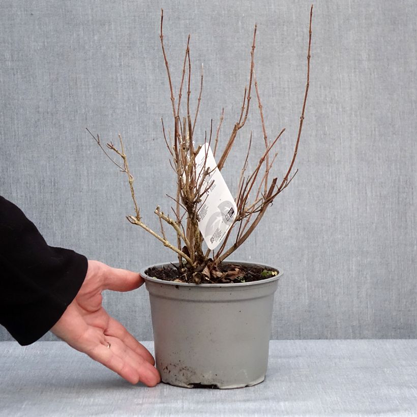 Weigela florida Suzanne Maceta 2L/3L Ejemplar entregado en invierno