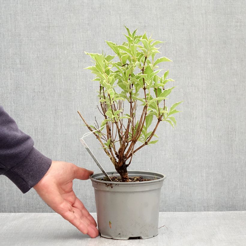 Weigela florida Suzanne Maceta 2L/3L Ejemplar entregado en la primavera