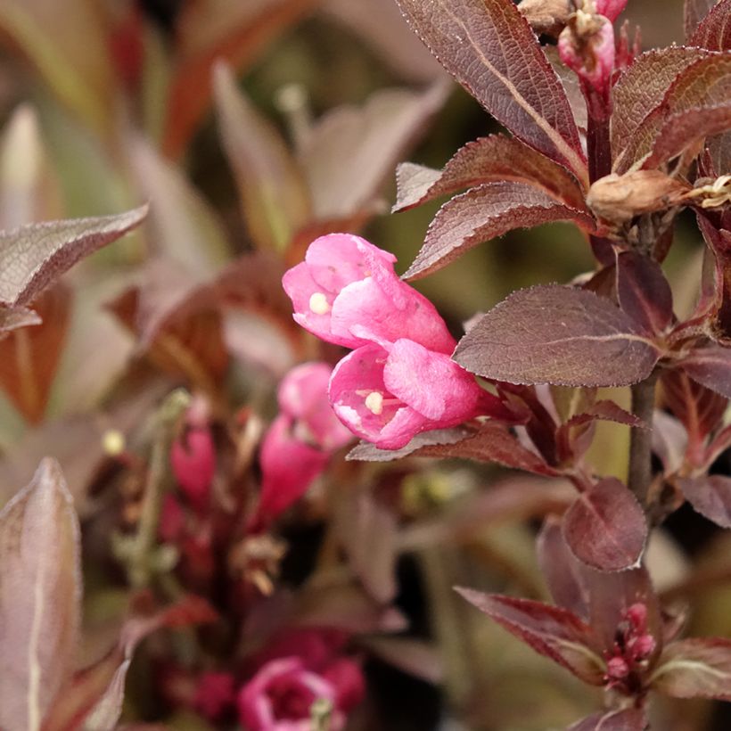 Weigela florida Victoria (Floración)