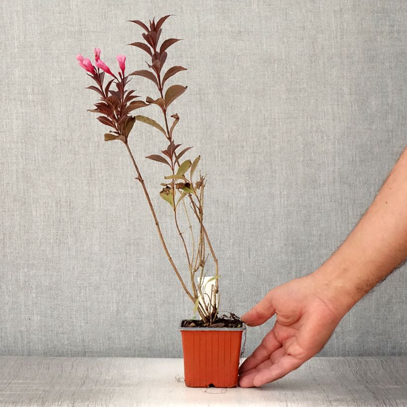 Ejemplar de Weigela florida Victoria Maceta de 8/9 cm entregado en verano