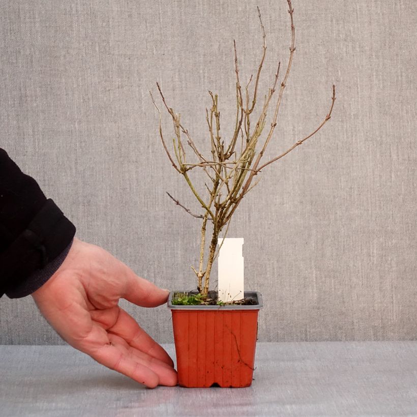 Weigela florida Victoria Maceta de 8/9 cm Ejemplar entregado en invierno