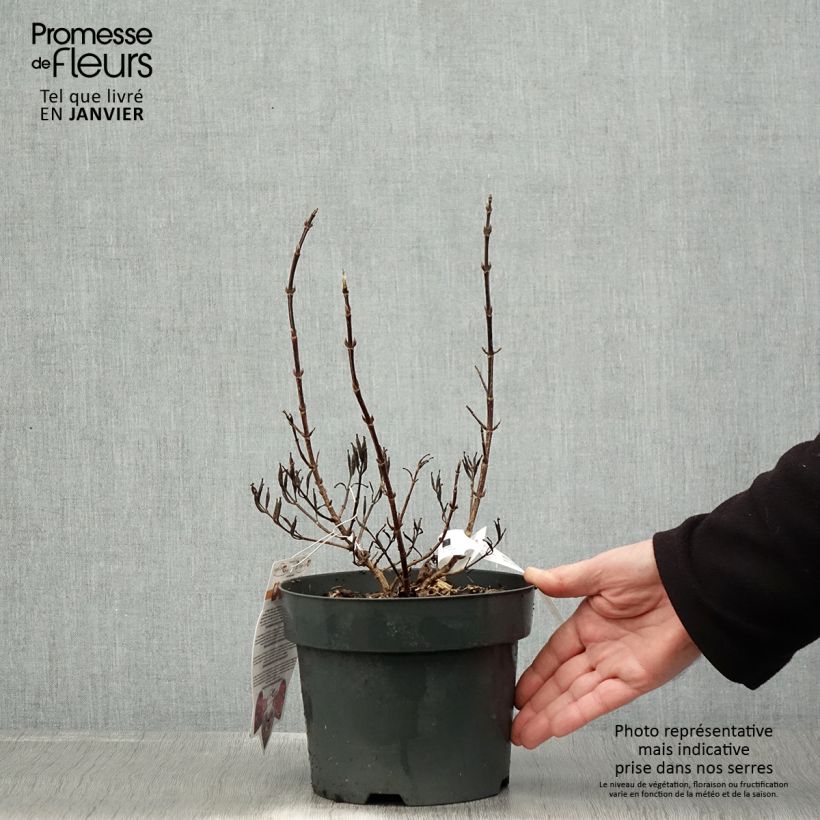 Weigela Vintage Love - Veigela Maceta 2L/3L Ejemplar entregado en invierno