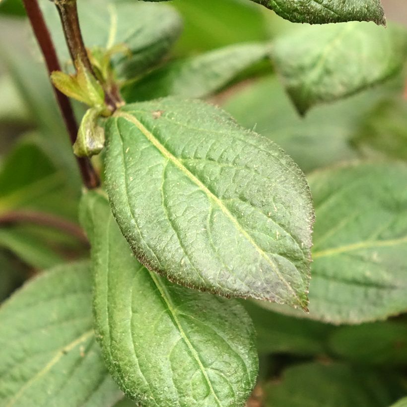 Weigela Vintage Love - Veigela (Follaje)