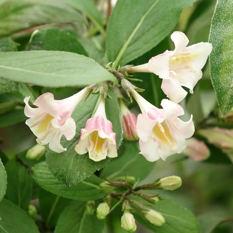 Weigela Vintage Love - Veigela (Floración)