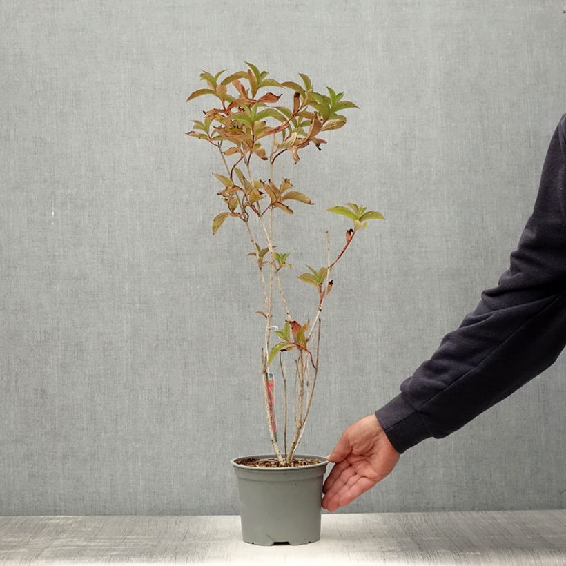 Ejemplar de Weigela Eva Rathke - Veigela Maceta 2L/3L entregado en verano