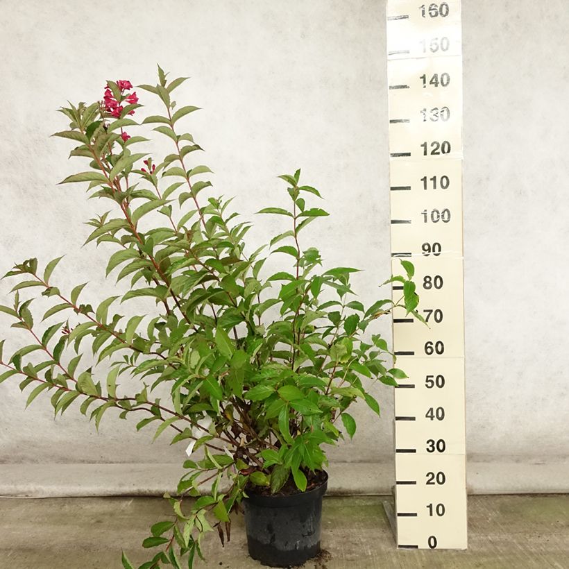 Ejemplar de Weigela Red Prince - Veigela Maceta 7,5L/10L entregado en verano