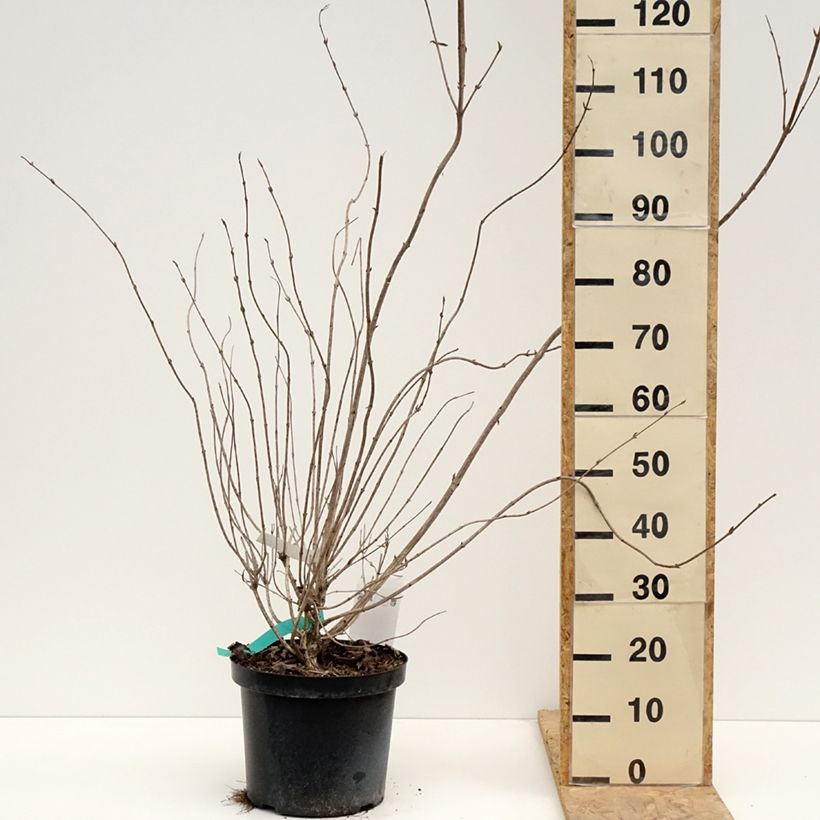 Weigela Red Prince - Veigela Maceta 7,5L/10L Ejemplar entregado en la primavera