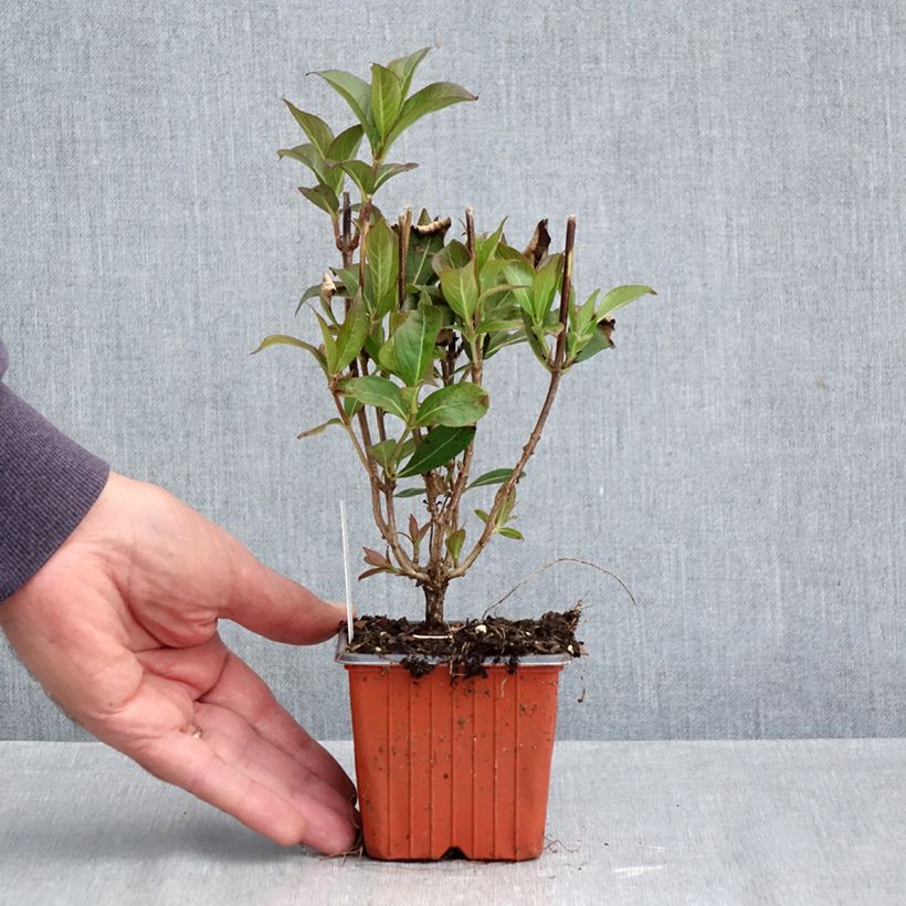 Ejemplar de Weigela Minuet - Veigela Maceta de 8/9 cm entregado en otoño