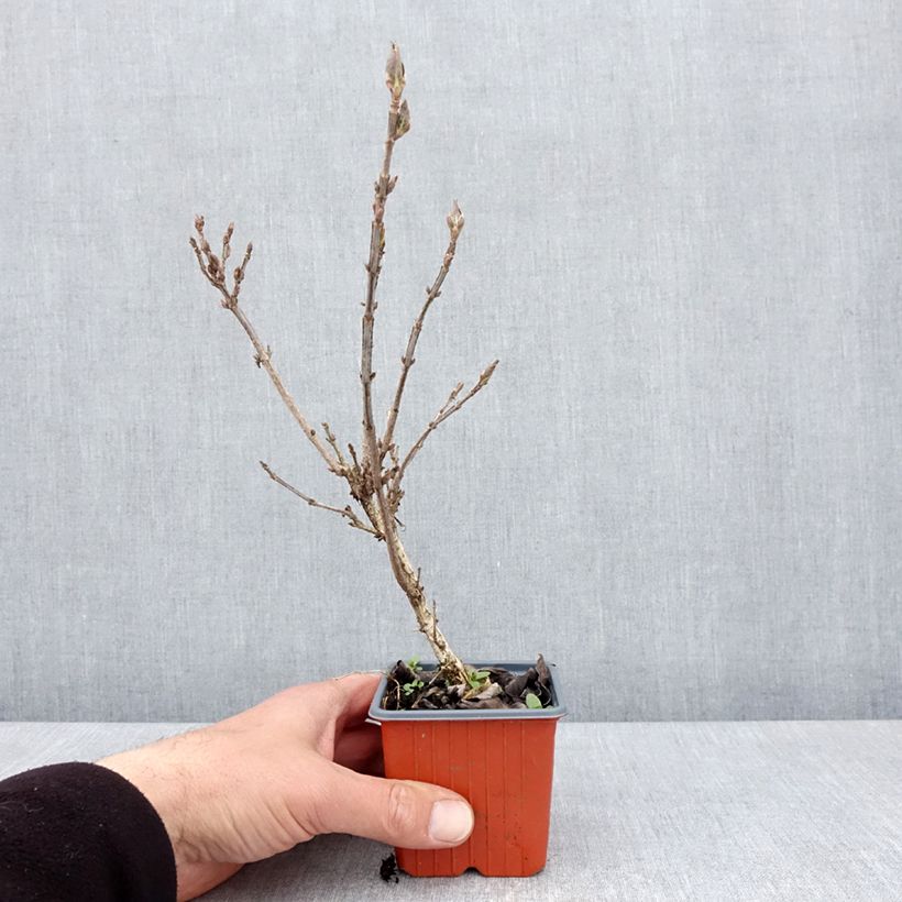 Weigela Minuet - Veigela Maceta de 8/9 cm Ejemplar entregado en la primavera