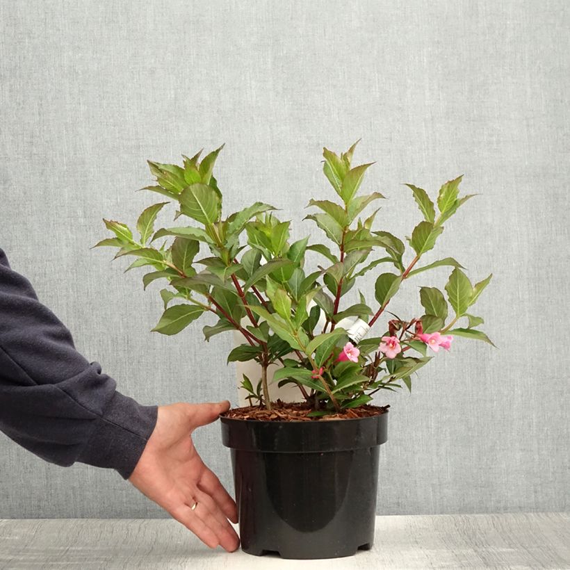 Ejemplar de Weigela Minuet - Veigela Maceta 2L/3L entregado en verano