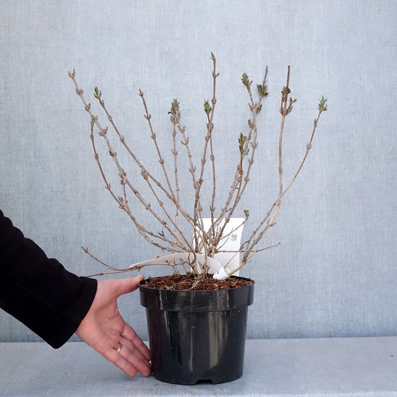 Weigela Minuet - Veigela Maceta 2L/3L Ejemplar entregado en la primavera