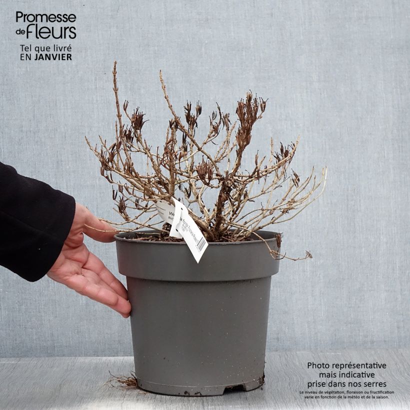 Weigela Picobella Rosso - Veigela Maceta 2L/3L Ejemplar entregado en invierno