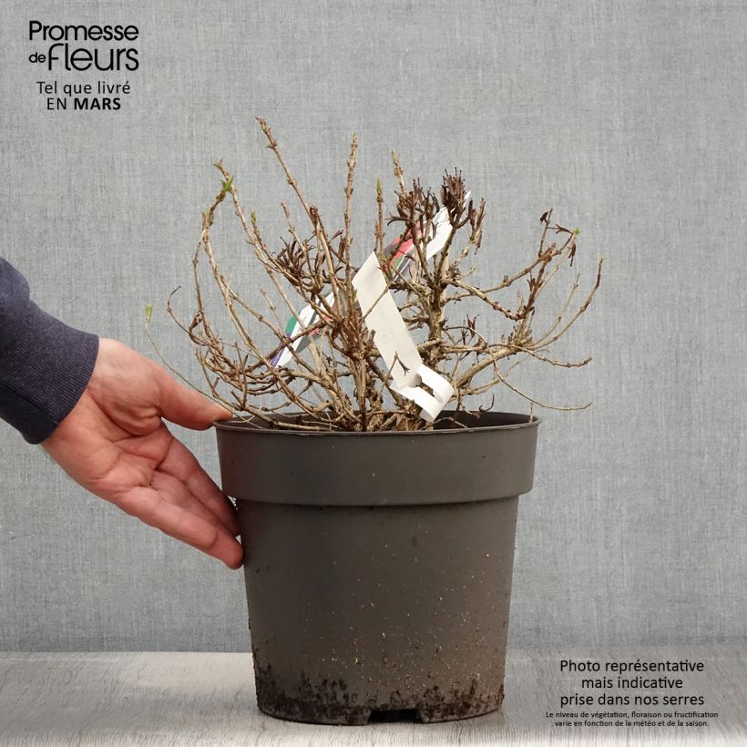 Weigela Picobella Rosso - Veigela Maceta 2L/3L Ejemplar entregado en la primavera