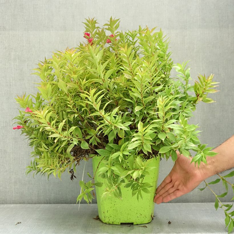 Ejemplar de Weigela Picobella Rosso - Veigela Maceta 7,5L/10L entregado en verano