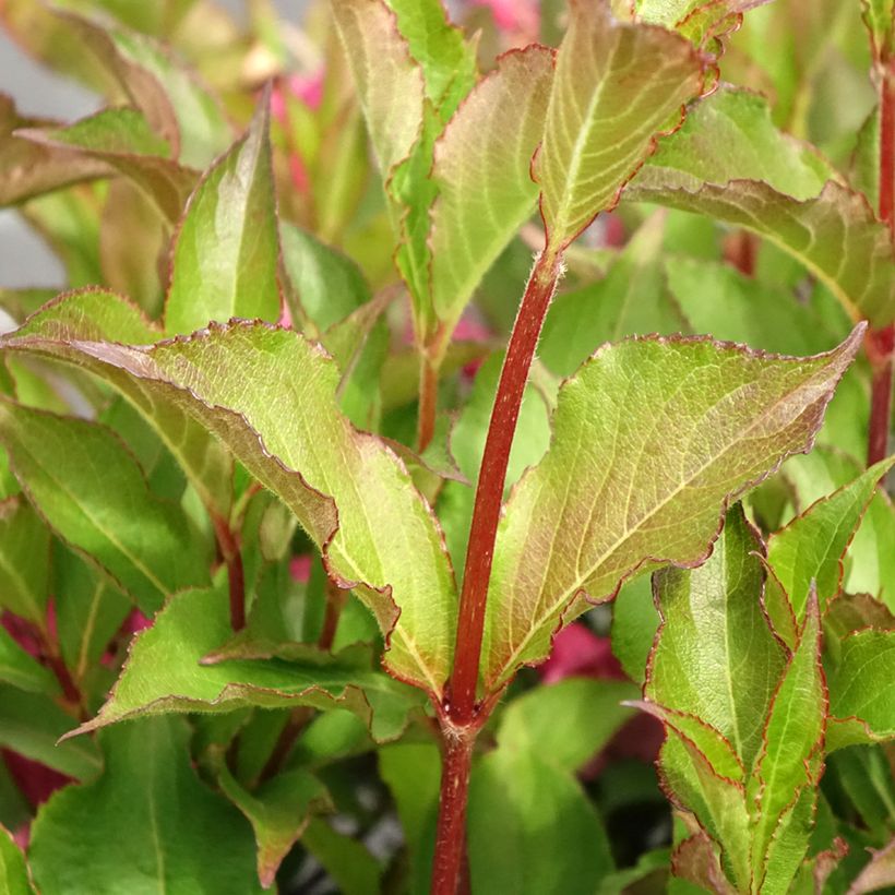 Weigela Rumba - Veigela (Follaje)