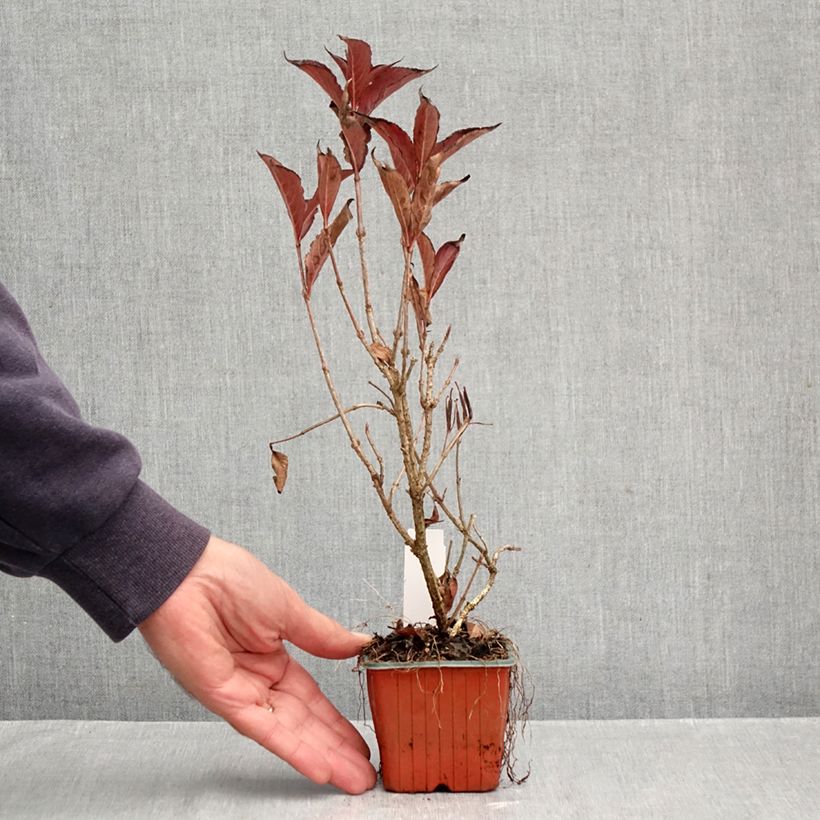 Ejemplar de Weigela Rumba - Veigela Maceta de 8/9 cm entregado en otoño