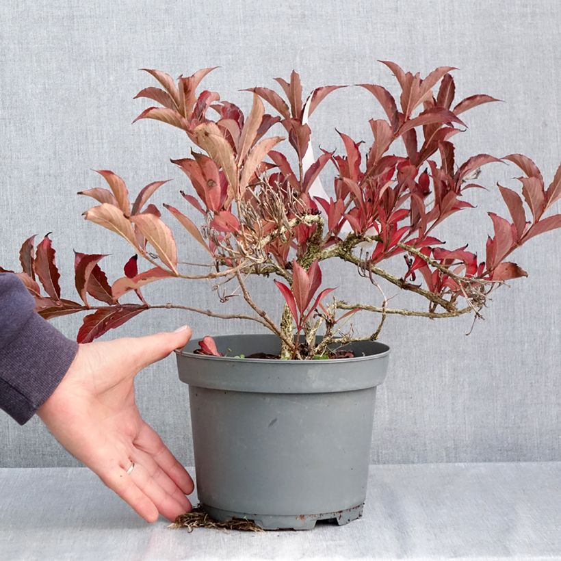 Ejemplar de Weigela Rumba - Veigela Maceta 3L/4L entregado en otoño